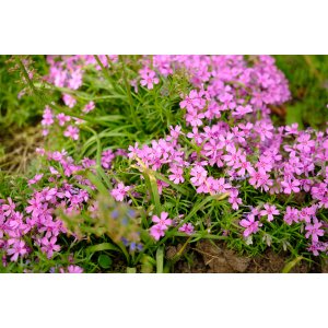 Mydlica (Saponaria) ´BRESSINGHAM´ - kont. P9